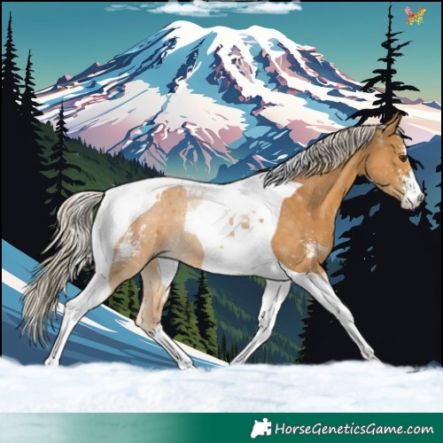 Horse Color:Palomino Sabino Tobiano 