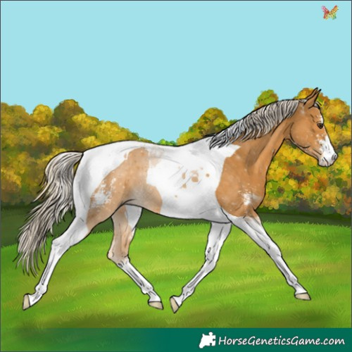 Horse Color:Palomino Sabino Tobiano 