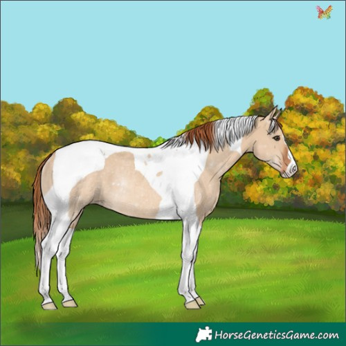 Horse Color:Red Dun Tobiano Rabicano 
