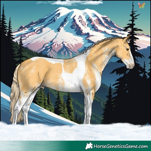 Horse Color:White Spotted Palomino Dun Tobiano 