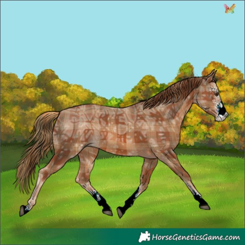 Horse Color:Plaid  Chestnut Ice Sabino 