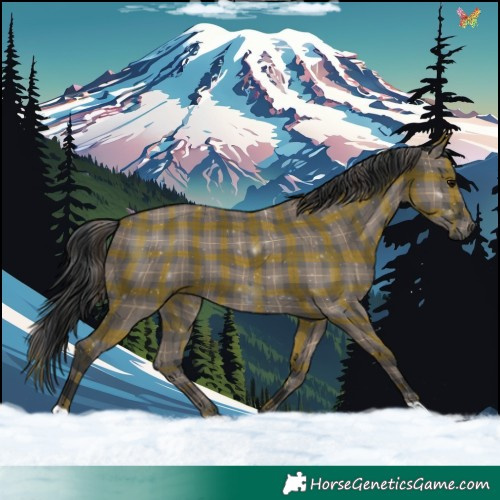 Horse Color:Plaid  Grullo 