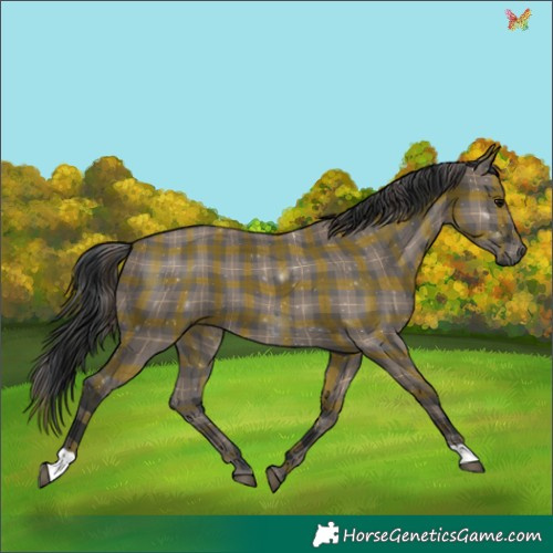 Horse Color:Plaid Grullo