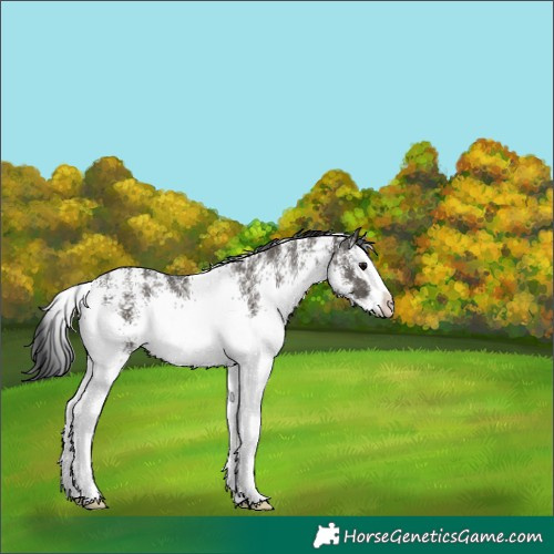 Horse Color:White Spotted Grullo Splash