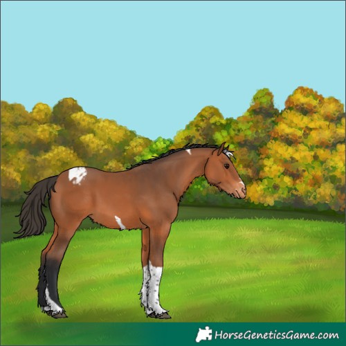 Horse Color:Bay Tobiano Varnish 