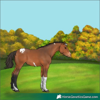 Horse Color:Bay Tobiano Varnish