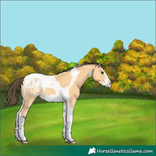 Horse Color:Buckskin Tobiano Frame Blanket 