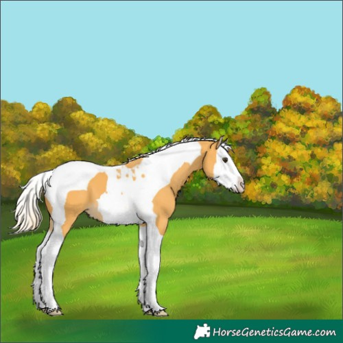 Horse Color:Palomino Splash Tobiano Varnish