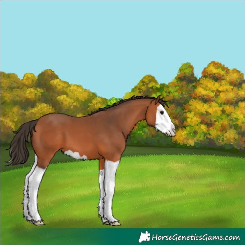 Horse Color:Bay Splash 