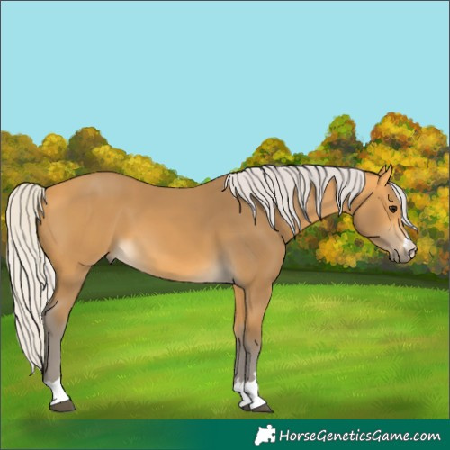Horse Color:Silver Buckskin 