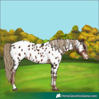 Horse Color:White Spotted Liver Chestnut Appaloosa