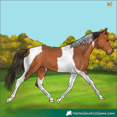 Horse Color:Bay Tobiano 