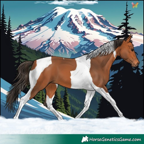 Horse Color:Bay Tobiano 