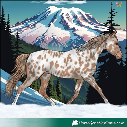 Horse Color:Red Dun Tobiano Appaloosa 