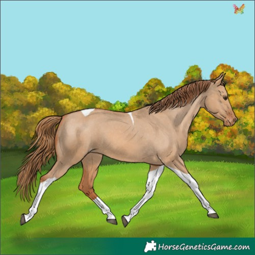 Horse Color:Red Dun Tobiano Appaloosa 