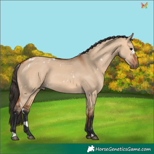 Horse Color:White Spotted Bay Dun