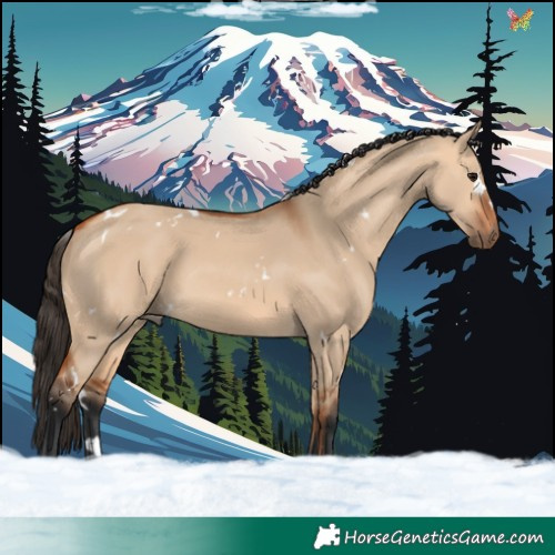 Horse Color:White Spotted Bay Dun 