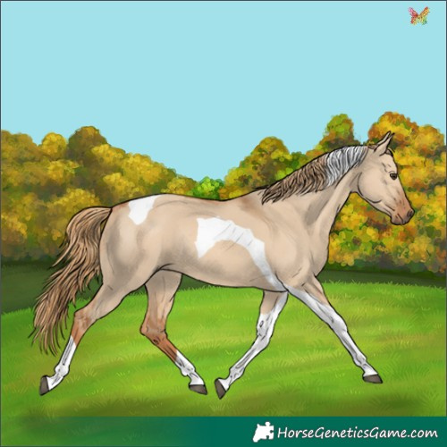 Horse Color:Red Dun Tobiano Rabicano