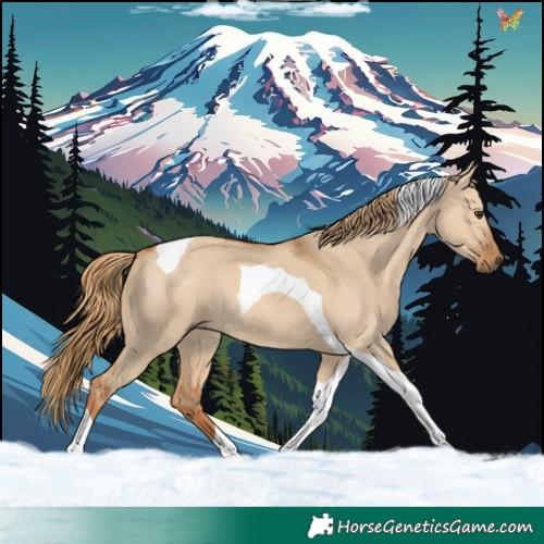 Horse Color:Red Dun Tobiano Rabicano 