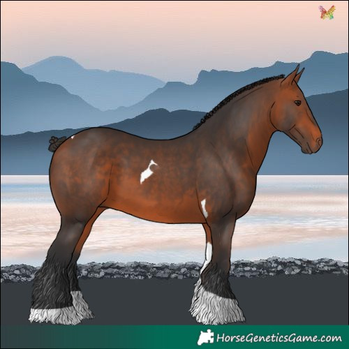 Horse Color:Bay Tobiano 
