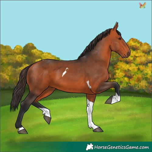 Horse Color:Bay Tobiano