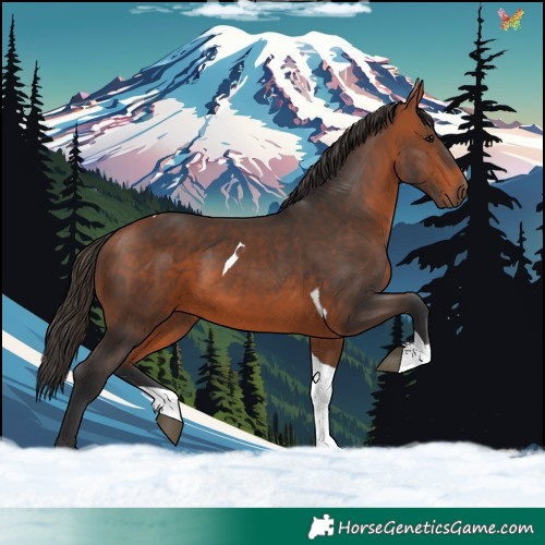 Horse Color:Bay Tobiano 