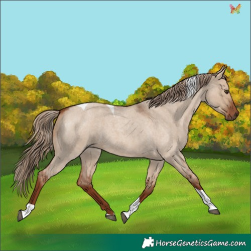 Horse Color:Red Dun Roan Tobiano 