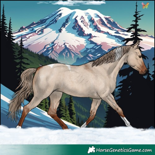 Horse Color:Red Dun Roan Tobiano 