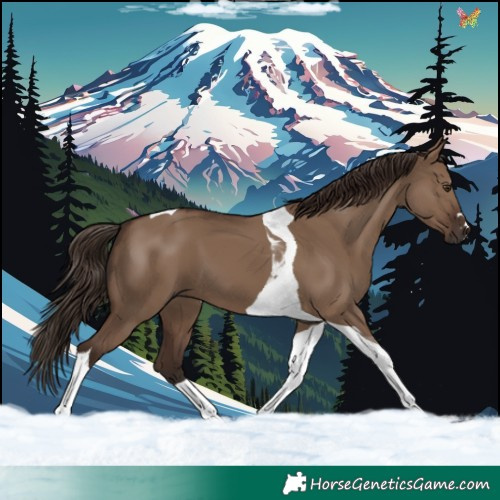 Horse Color:Liver Red Dun Tobiano 