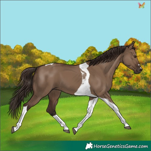 Horse Color:Liver Red Dun Tobiano
