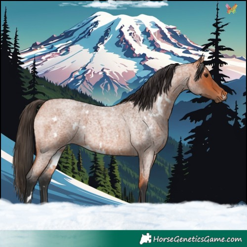 Horse Color:White Spotted Bay Roan 