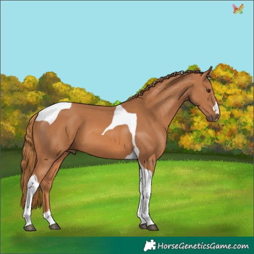 Horse Color:Chestnut Tobiano
