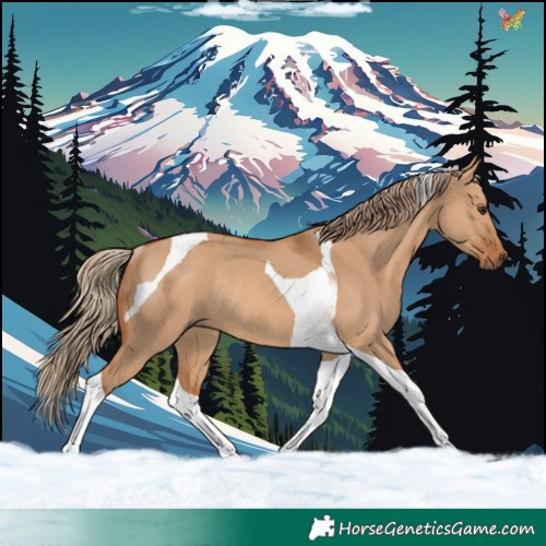 Horse Color:Red Dun Tobiano Rabicano 