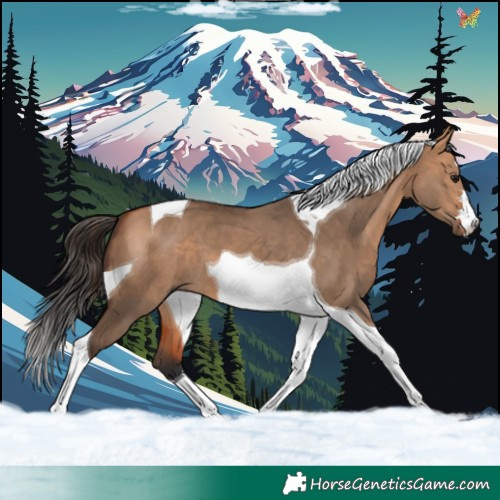 Horse Color:Bay Dun Tobiano 