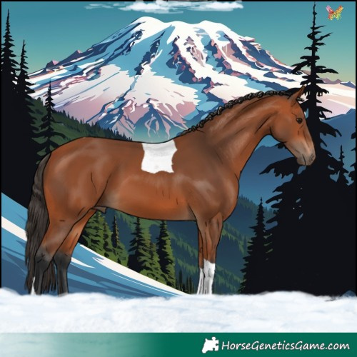 Horse Color:Bay Tobiano 