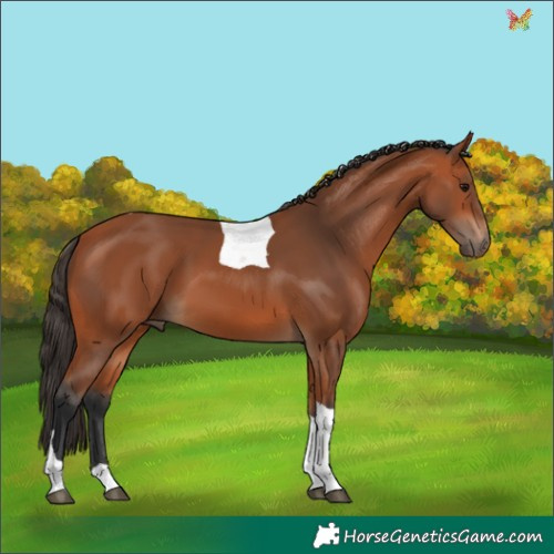 Horse Color:Bay Tobiano 