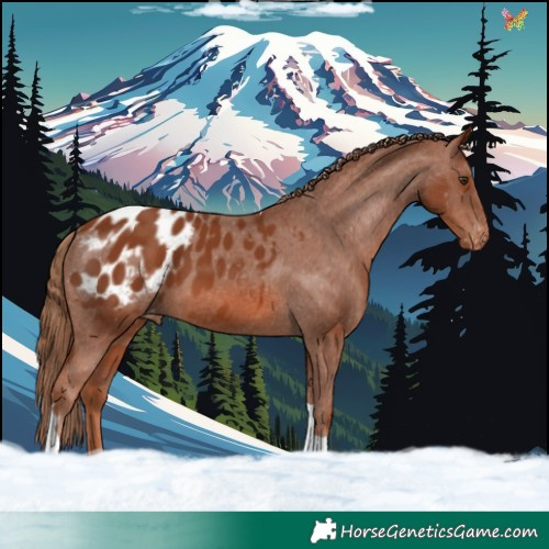 Horse Color:Chestnut Tobiano Appaloosa 