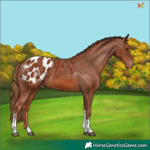 Horse Color:Chestnut Tobiano Appaloosa 