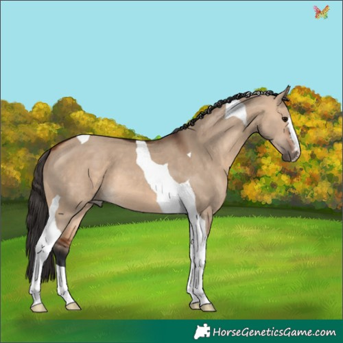 Horse Color:Bay Dun Tobiano 