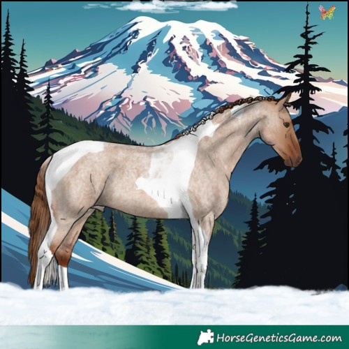 Horse Color:Red Dun Roan Tobiano 