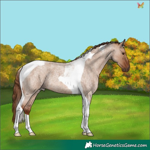 Horse Color:Red Dun Roan Tobiano 