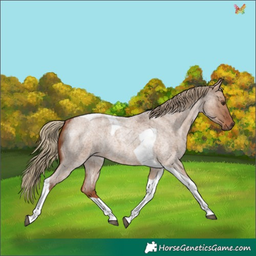 Horse Color:Red Dun Roan Tobiano Rabicano