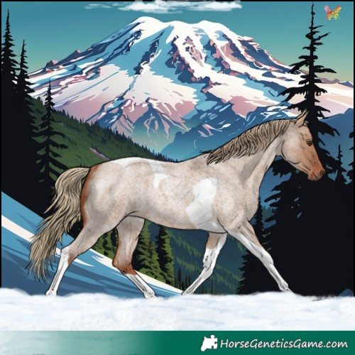 Horse Color:Red Dun Roan Tobiano Rabicano 