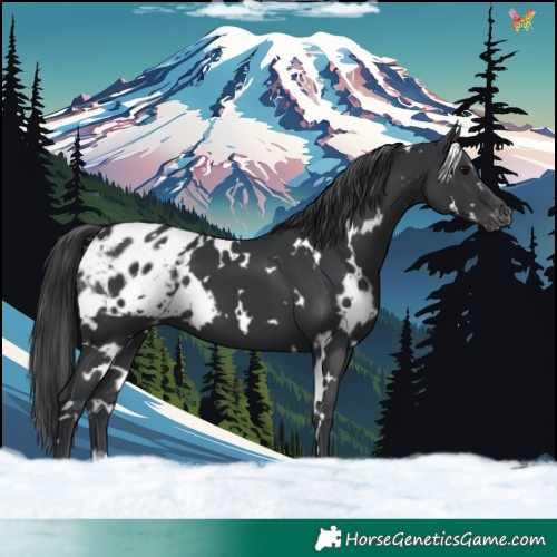 Horse Color:White Spotted Black Appaloosa 