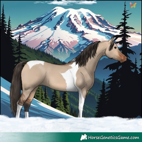 Horse Color:Bay Dun Tobiano 