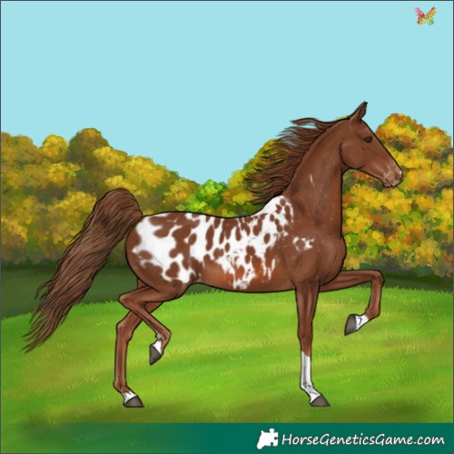 Horse Color:Chestnut Tobiano Appaloosa