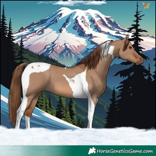 Horse Color:Red Dun Tobiano 