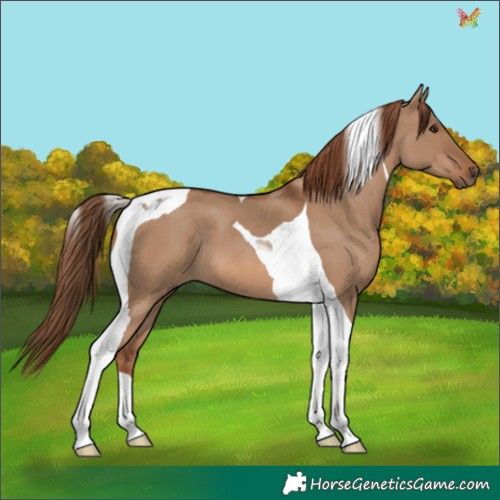 Horse Color:Red Dun Tobiano