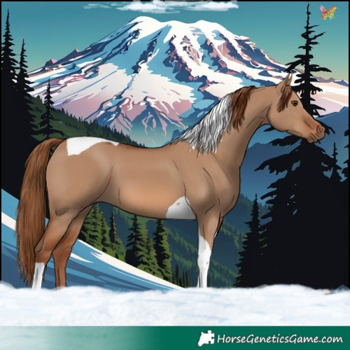 Horse Color:Red Dun Tobiano 