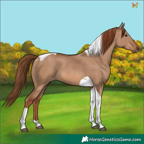 Horse Color:Red Dun Tobiano 